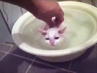 Kot nie chce wyjść z gorącej kąpieli