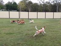 Psy Beagle biegające za zdalnie sterowanym modelem RC