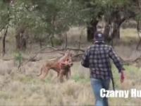 Facet ratuje psa przed kangurem! To POLAK!