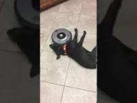 Leniwy pies kontra robot sprzątający