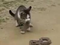 Kot kontra wąż, kto wygra ten fascynujący pojedynek