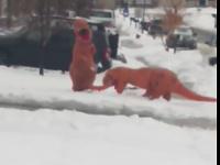 2 T-Rexy i walka na kulki śnieżne