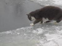 Kotek łapie rybę!