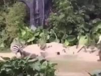 Zebra zaatakowała człowieka
