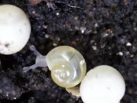 Jak wykluwają się ślimaki