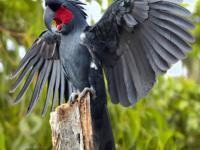 Australijska papuga z irokezem - Kakadu palmowa