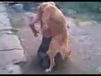 Horny dog vs drunk russian man