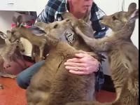Małe osierocone kangury nie mogą przestać tulić swojego wybawcę