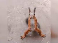 Wiewiórka tańczy lepiej ode mnie