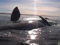 Wieloryb bierze kajakarzy na swój grzbiet