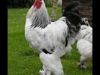 Zabawne zwierzęta - Kogut gigant (Giant rooster)