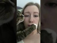 Kotek chce buziaka