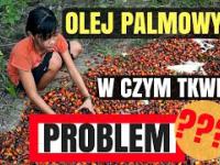 Olej Palmowy - W czym tkwi problem? | WegaFitness