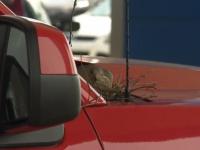 Ptak buduje gniazdo na samochodzie w salonie sprzedaży