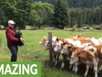 Krowy kochają akordeon
