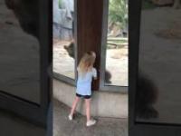 Mała dziewczynka bawi się w chowanego z niedźwiedziem