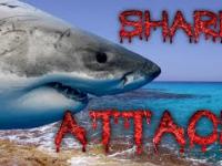 [18+] Shark ATTACK in Hurghada beach !!! | 2017 - YouTube