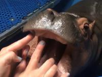 Dentysta robi przegląd uzębienia młodziutkiego hipopotama