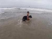 Pies pilnuje kąpiącego się dziecka i nie pozwala mu zawędrować na głęboką wodę
