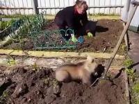 Niedźwiadek pomaga kobiecie w ogródku