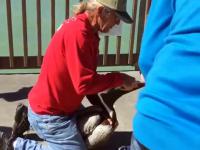 Dwóch dobrych mężczyzn pomaga oswobodzić dziób pelikanowi