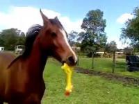 Koń vs gumowy kurczak // horse vs rubber chicken