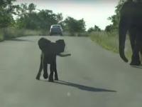 Cheeky and Brave baby Elephant 