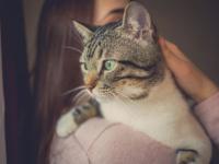 Felinoterapia - jak kot domowy wpływa na nasze zdrowie?
