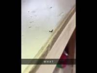 Mrówka rzuca mrówką