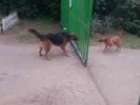 Groźne psy- nie podchodź do bramy