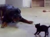 Rottweiler boi się małego kotka :D