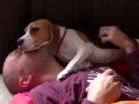 Beagle widzi właściciela po 3 miesiącach rozłąki