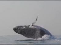 40-tonowy wieloryb humbak robi serię efektownych wyskoków nad powierzchnią wody