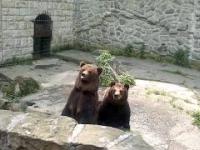 Niedźwiedź żebra o jedzenie w Chorzowskim Zoo