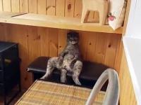 Kot medytujący w rzadko spotykany sposób