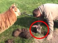 Ratowanie małej Alpaki, która jakimś cudem, utknęła w dziurze w ziemi