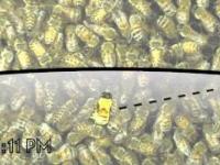 Jak pszczoły przekazują sobie info o lokalizacji pożytku