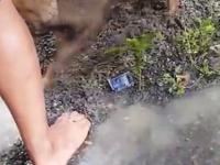 Psia mama desperacko odkopuje szczeniaka, który wpadł w pułapkę