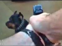 Policjant strzela do agresywnego psa USA