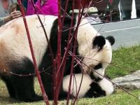 Panda i jej ciężkie życie. Nic dziwnego, że one zagrożonym gatunkiem