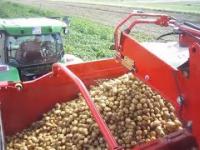 Zbieranie ziemniaków