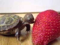 Mały żółwik próbuje truskawki
