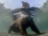 Niedźwiedź poluje pod wodą na ryby