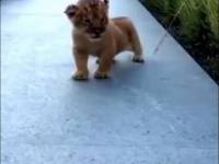 Jak krzyczy mały lew