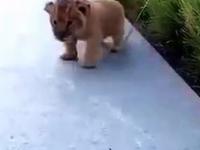 Jak ryczy mały lew