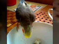 Papug wcina obiadek