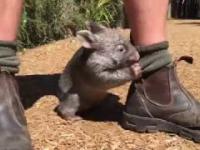 Mały wombat, który wydaje się, że jest psem
