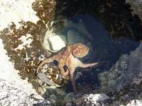 Ośmiornica poluje w basenie pływowym
