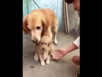Psia mama broni swojego małego szczeniaka