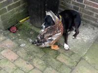 Pies po utracie kompana znalazł niezwykłego pocieszyciela
